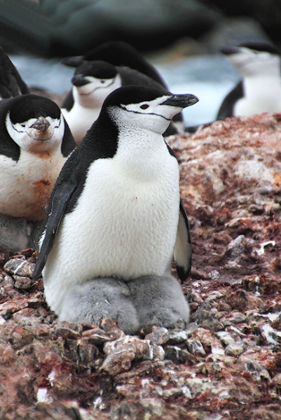 Day14_ElephIs_PtWild_5584 (1).jpg - Chinstrap Penguin with two Chicks, Point Wild, Elephant Island, South Shetlands